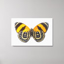 Suche nach hübscher schmetterling leinwandbilder Fotografie