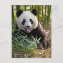 Suche nach chengdu postkarten Bär