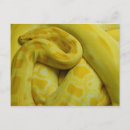 Recherche de awesome cartes postales Reptile