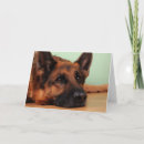 Suche nach deutscher karten Deutsche hirtenkarte