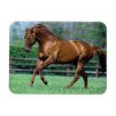 Suche nach rasse magnete Pferd