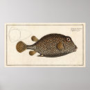 Suche nach tropische fische poster Für ihn