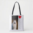 Recherche de spitz Spitz japonais