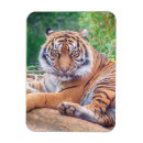 Recherche de prédateur magnets Faune