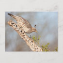 Recherche de caille cartes postales Animal