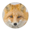 Recherche de renard ustensiles cuisine Arctique