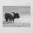Recherche de puissante cartes postales Faune