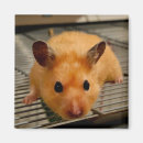 Suche nach syrisch magnete Hamster