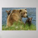 Suche nach mutter und baby poster Bär
