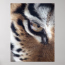 Suche nach tigeraugen poster Tier
