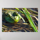 Suche nach frog poster Tiere