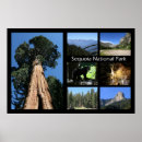 Suche nach sequoia poster Park