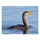 Suche nach kormoran poster Tierwelt