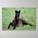 Suche nach babys poster Pferde