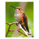 Recherche de prunier posters Oiseau