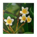 Suche nach frangipani fliesen Plumeria