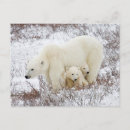 Suche nach eisbären postkarten Kanada