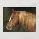 Suche nach appaloosa horse poster Headshot