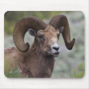 Recherche de bélier tapis souris Mouton