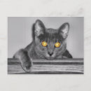 Suche nach katzenaugen postkarten Kitty