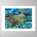 Suche nach perch poster Verpfuschen