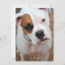 Recherche de de boxeur invitations Dog