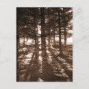 Recherche de rayon de lumière cartes postales Bois