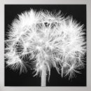 Suche nach dandelion poster Flowers
