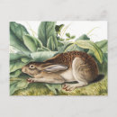 Recherche de lapin noir cartes postales Faune