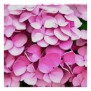 Recherche de hortensia rose posters Hydrangée