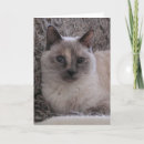 Recherche de kitty photographie Animaux familiers