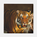 Recherche de de tigre refrigérateur magnets Safari