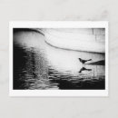 Suche nach reflexion im wasser postkarten Vogelvogel