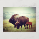 Suche nach nationaler bison postkarten Tier