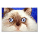 Recherche de photo copies de chat Pour tous