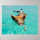 Recherche de cochon posters Oiseau