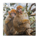 Suche nach niedlicher affe fliesen Spaß