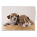 Suche nach basenji hunde postkarten Niedlich