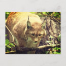 Recherche de animaux sauvages cartes postales Animal sauvage