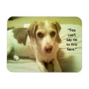 Suche nach beagle magnete Hund