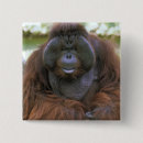 Suche nach orang utan buttons Tier