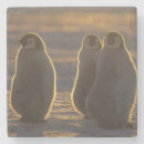 Suche nach penguin untersetzer Jung