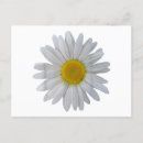 Suche nach blühende blumen postkarten Weiß