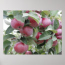 Suche nach apfel fall poster Herbst