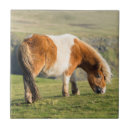 Recherche de poneys carreaux Animal