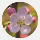 Suche nach apfelblüten aufkleber Blühen