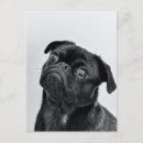 Recherche de carlin noir cartes postales Chien