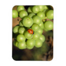 Suche nach trauben magnete Weinberg