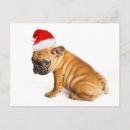 Suche nach french bulldog postkarten Photography