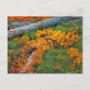 Recherche de grand format cartes postales Vert